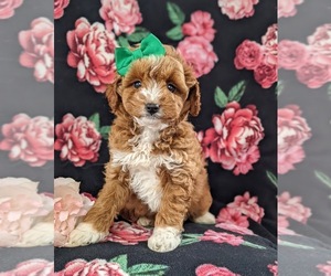 Cock-A-Poo-Poodle (Toy) Mix Puppy for sale in KIRKWOOD, PA, USA
