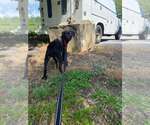Small #2 Mutt