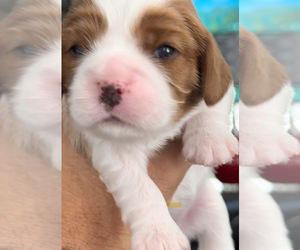 Cavalier King Charles Spaniel Puppy for Sale in HACKETTSTOWN, New Jersey USA