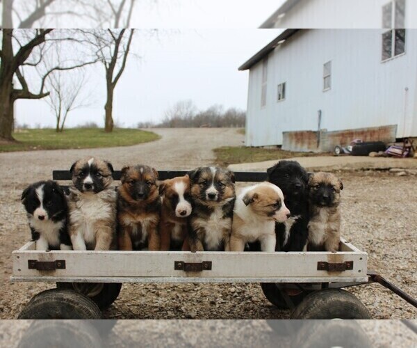 Medium Photo #6 Shollie Puppy For Sale in PENNVILLE, IN, USA