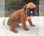 Small #6 Boxer