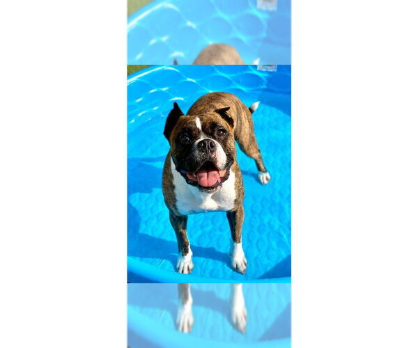 Medium Photo #13 Boxer Puppy For Sale in Austin, TX, USA