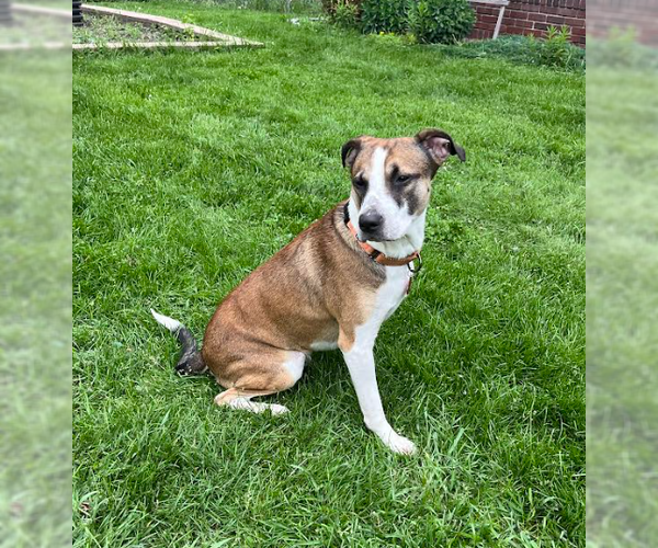 Medium Photo #4 American Foxhound-Anatolian Shepherd Mix Puppy For Sale in Brooklyn Center, MN, USA