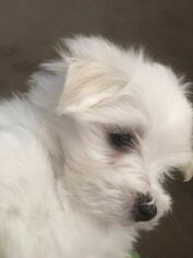 Maltese Puppy for sale in ERIE, PA, USA