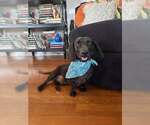 Small Dachshund