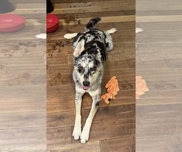 Medium Photo #4 Siberian Husky-Unknown Mix Puppy For Sale in Chandler, AZ, USA
