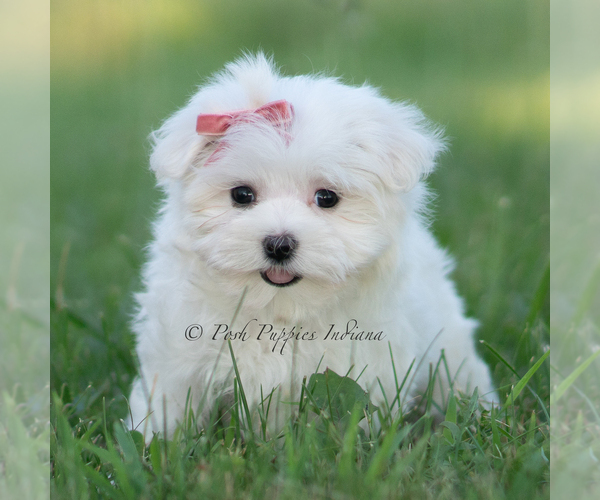 Medium Photo #3 Maltese Puppy For Sale in WARSAW, IN, USA