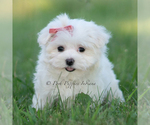 Small Photo #3 Maltese Puppy For Sale in WARSAW, IN, USA