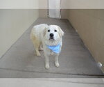 Small #1 Great Pyrenees Mix