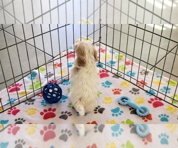 Medium Photo #13 Shih Tzu Puppy For Sale in ORO VALLEY, AZ, USA