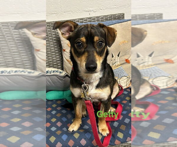 Medium Photo #1 Mutt Puppy For Sale in Ellijay, GA, USA