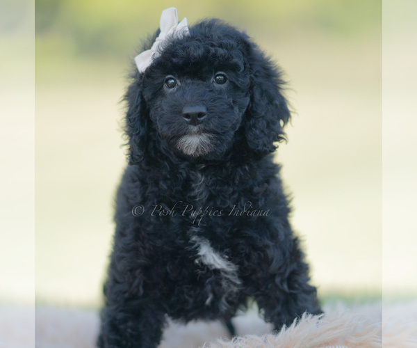 Medium Photo #3 Goldendoodle (Miniature) Puppy For Sale in WARSAW, IN, USA