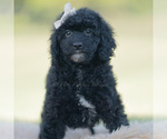 Small Photo #93 Goldendoodle (Miniature) Puppy For Sale in WARSAW, IN, USA