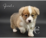 Small #10 Pembroke Welsh Corgi