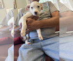 Small #1 Mutt