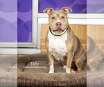 Small #13 Staffordshire Bull Terrier Mix