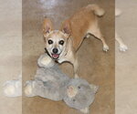 Small Chihuahua Mix