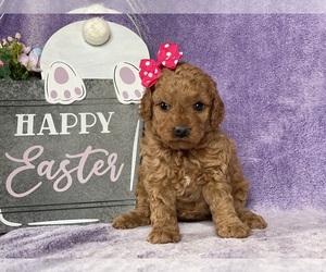 Cavapoo Puppy for sale in LANCASTER, PA, USA