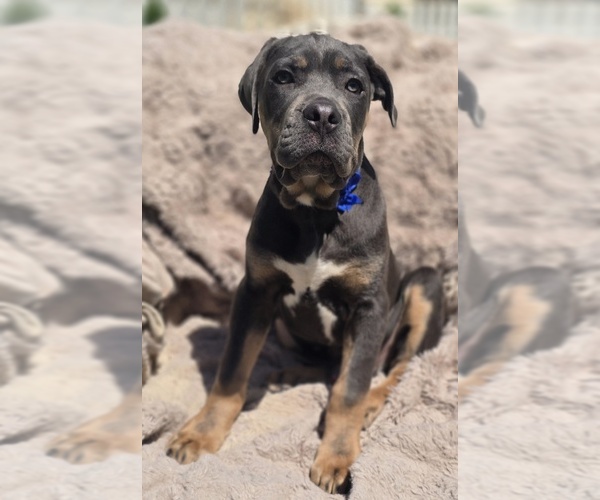 Medium Photo #3 Cane Corso Puppy For Sale in MINERAL WELLS, WV, USA