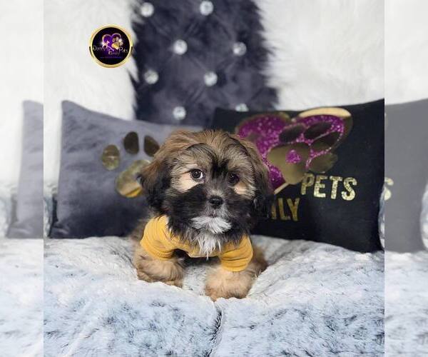 Medium Photo #3 Zuchon Puppy For Sale in GRIFFITH, IN, USA