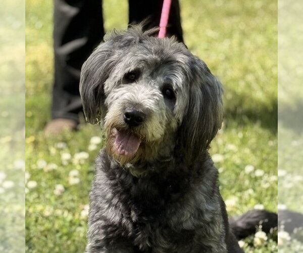 Medium Photo #1 Mutt Puppy For Sale in Yardley, PA, USA