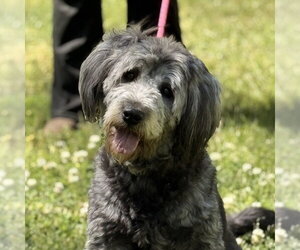 Mutt Dogs for adoption in Yardley, PA, USA