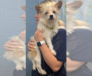 Mutt Dogs for adoption in Evansville, IN, USA