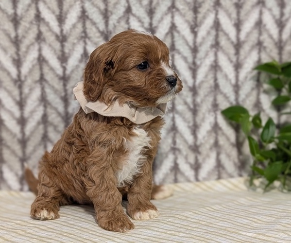 Medium Photo #39 Cavapoo (Miniature) Puppy For Sale in GOSHEN, IN, USA