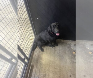 Diamond Doll (Maxine) - Female Labrador Retriever Dog for Adoption - Photo #2
