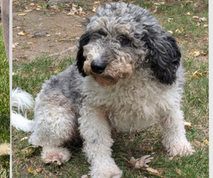 Father of the Bernedoodle (Miniature) puppies born on 11/28/2024