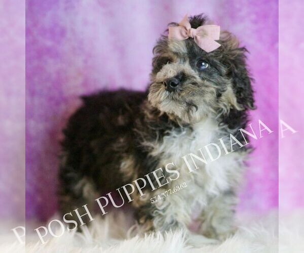 Medium Photo #3 Poodle (Miniature) Puppy For Sale in WARSAW, IN, USA
