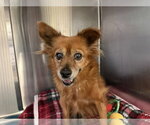 Small #1 Chihuahua Mix