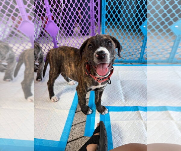 Medium Photo #5 Mutt Puppy For Sale in Wenonah, NJ, USA