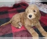Small #11 Goldendoodle