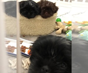 Shih Tzu Puppy for sale in LAS VEGAS, NV, USA