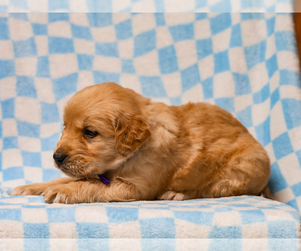 Medium Photo #5 Golden Retriever Puppy For Sale in LIBERTY, KY, USA