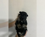 Small Photo #5 German Shepherd Dog Puppy For Sale in RUSTBURG, VA, USA