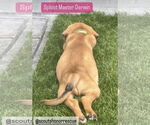 Small Photo #7 Labrador Retriever-Unknown Mix Puppy For Sale in Houston, TX, USA