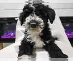 Puppy First Born Aussiedoodle Miniature -Goldendoodle Mix