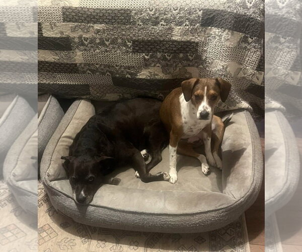 Medium Photo #7 Beagle-Unknown Mix Puppy For Sale in Arlington, VA, USA