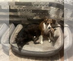 Small #6 Beagle Mix