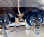 Small #4 Labrador Retriever-Tibetan Mastiff Mix