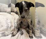 Small Photo #3 Mutt Puppy For Sale in Great Bend, KS, USA
