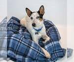 Small #5 Jack Russell Terrier Mix