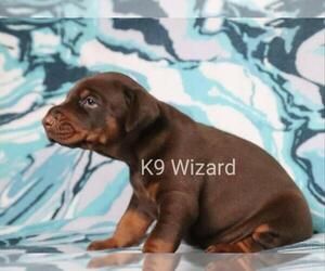 Doberman Pinscher Puppy for sale in DEEP GAP, NC, USA