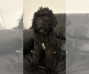 Labradoodle Puppy for sale in DAVENPORT, IA, USA