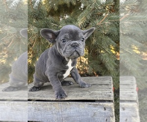 French Bulldog Puppy for sale in MIDDLEBURY, IN, USA