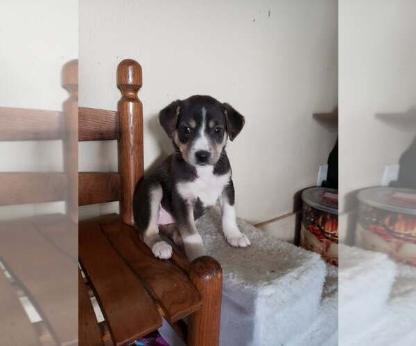 Medium Photo #6 Mutt Puppy For Sale in Poplar Bluff, MO, USA