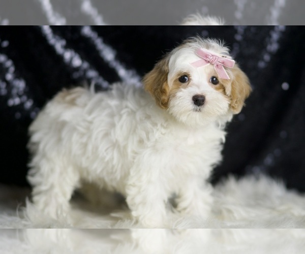 Medium Photo #3 Maltipoo Puppy For Sale in WARSAW, IN, USA