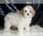 Small #2 Maltipoo